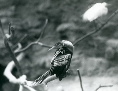 Anhinga American DarterSnakebirdWater Turkey sedící na větvi v londýnské zoo v září 1927 od Frederick William Bond