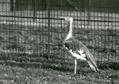 Drop arabský stojící ve výběhu v londýnské zoo, 1924 od Frederick William Bond