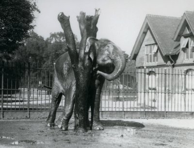 Asijský slon škrábající se za uchem na škrabadle ve svém výběhu, londýnská zoo od Frederick William Bond