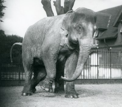 Asijský slon škrábající se o mrtvý strom, londýnská zoo od Frederick William Bond
