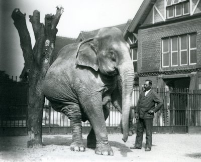 Asijský slon se škrábe o mrtvý strom, balancuje na třech nohách a dívá se na svého trenéra Syeda Aliho, londýnská zoo od Frederick William Bond