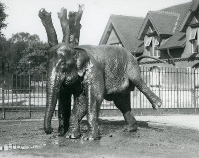 Asijský slon škrábající se o mrtvý strom, zatímco balancuje na třech nohách, londýnská zoo od Frederick William Bond