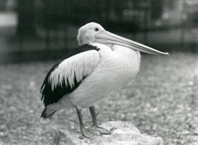 Australský pelikán stojící na kameni v londýnské zoo v roce 1929 (černobílá fotografie) od Frederick William Bond