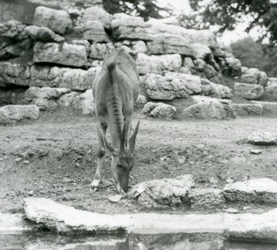 Eland pasoucí se v antilopím výběhu v londýnské zoo v roce 1929 (černobílá fotografie) od Frederick William Bond