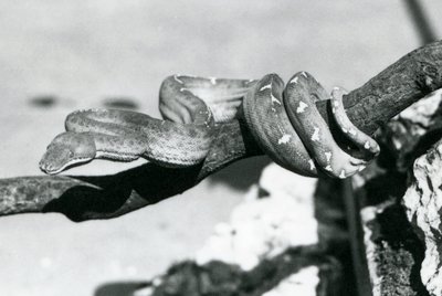 Smaragdový hroznýš s tělem stočeným podél větve, Londýnská zoo, říjen 1928 (čb fotografie) od Frederick William Bond