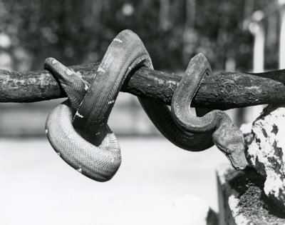 Smaragdový hroznýš s tělem stočeným podél vodorovné větve, pohled dolů k zemi, Londýnská zoo, říjen 1928 (čb fotografie) od Frederick William Bond