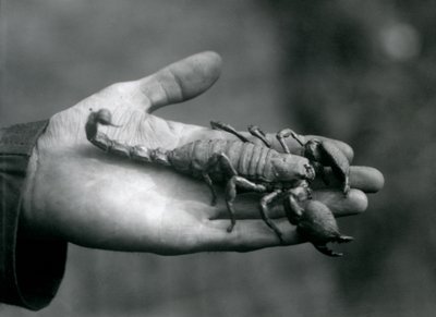 Císař Scorpion držený v dlani chovatele, Londýnská zoo, říjen 1925 od Frederick William Bond