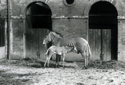 Ohrožená zebra šedá císařská, která krmí své čtyřdenní hříbě ve výběhu v londýnské zoo v srpnu 1927. od Frederick William Bond