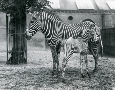 Ohrožená zebra šedá císařská se čtyřdenním hříbětem ve výběhu v londýnské zoo v srpnu 1927. od Frederick William Bond