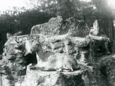 Himálajský kozorožec odpočívá na skalní římse v londýnské zoo, srpen 1927 od Frederick William Bond