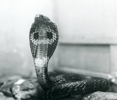 Kobra indická se vztyčenou hlavou a rozšířenou kapucí, Londýnská zoo, říjen 1925 od Frederick William Bond