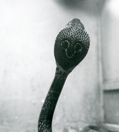 Indická brýlová asijská binocelátová kobra se zvednutou hlavou a rozšířenou kapucí, Londýnská zoo, říjen 1925 od Frederick William Bond
