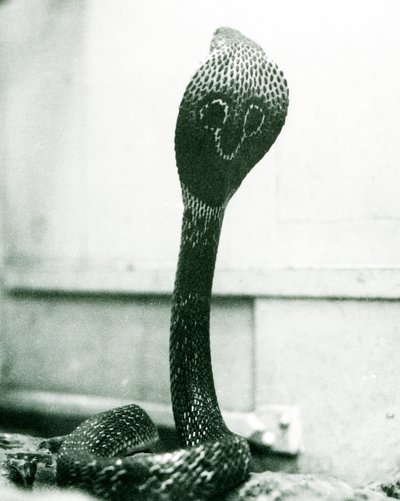 Indická brýlová asijská binocelátová kobra se zvednutou hlavou a rozšířenou kapucí, Londýnská zoo, říjen 1925 od Frederick William Bond