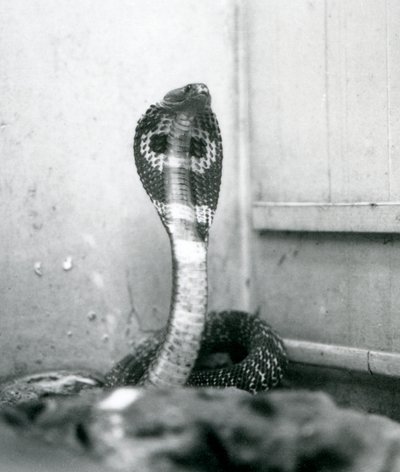 Indická brýlová asijská binocelátová kobra se zvednutou hlavou a rozšířenou kapucí, Londýnská zoo, říjen 1925 od Frederick William Bond