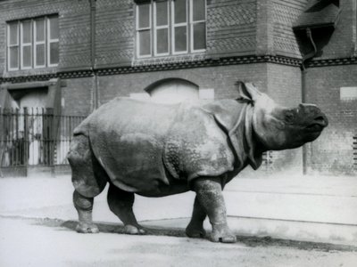 Nosorožec indický v londýnské zoo, 1927 od Frederick William Bond