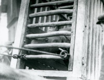 Nosorožec indický vykukuje ze své dřevěné přepravní bedny při příjezdu do londýnské zoo v roce 1924 od Frederick William Bond