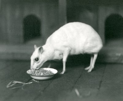 Albín Javan Chevrotain Java Mouse-Deer jí z misky v londýnské zoo v roce 1926 od Frederick William Bond