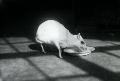 Albín chevrotain jí z misky, Londýnská zoo, prosinec 1926 od Frederick William Bond