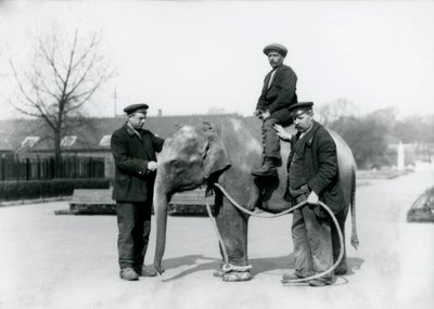 Mládě slona indického s chovateli A. Churchem a H. Robertsonem v londýnské zoo, červen 1922 od Frederick William Bond