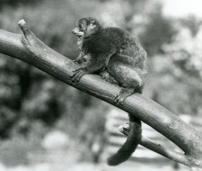 Ohrožený lemur Coquerelův obrovský/Lemur trpasličí Coquerelův/Lemur jižní obrovský, odpočívá na větvi v londýnské zoo, říjen 1929 (č/b foto) od Frederick William Bond