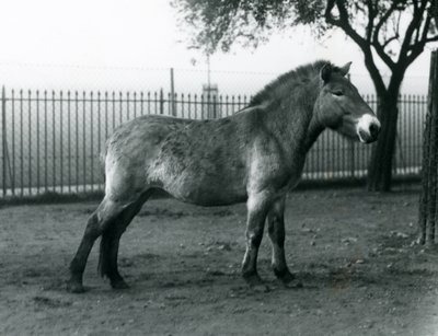 Ohrožený divoký kůň Převalského stojící ve výběhu v londýnské zoo, říjen 1927 od Frederick William Bond