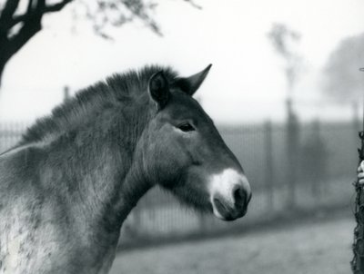 Ohrožený divoký kůň Převalského stojící ve výběhu v londýnské zoo, říjen 1927 od Frederick William Bond