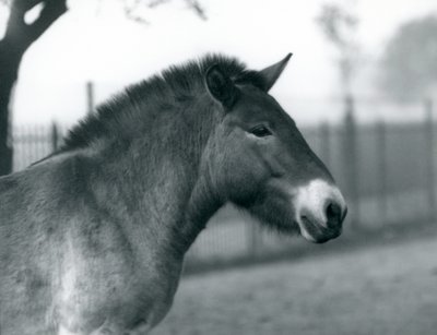 Ohrožený divoký kůň Převalského stojící ve výběhu v londýnské zoo, říjen 1927 od Frederick William Bond