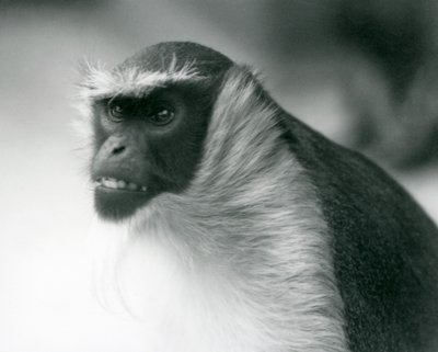 Ohrožená opice Roloway v londýnské zoo, 1927 od Frederick William Bond