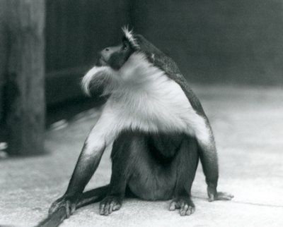 Ohrožená opice Roloway sedí na zemi, dívá se vzhůru a drží se za ocas, Londýnská zoo, 1927. od Frederick William Bond