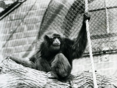 Ohrožený gibon siamangský sedící na kládě a držící se lana, Londýnská zoo, 1927. od Frederick William Bond