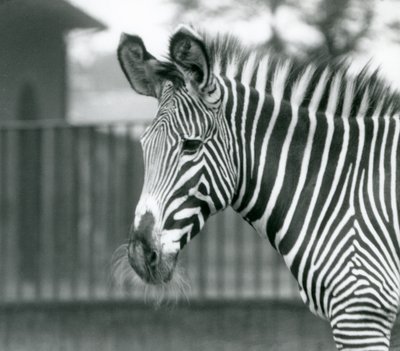 Samice/jenny ohrožovaly zebru Grevyho, londýnská zoo, červenec 1926 (černobílá fotografie) od Frederick William Bond