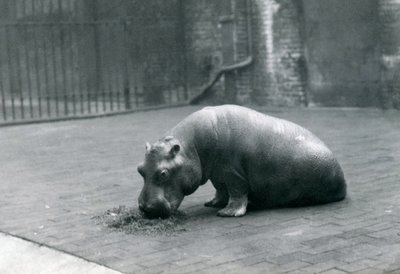 Hrošice „Joan“ jí v londýnské zoo, září 1920 od Frederick William Bond