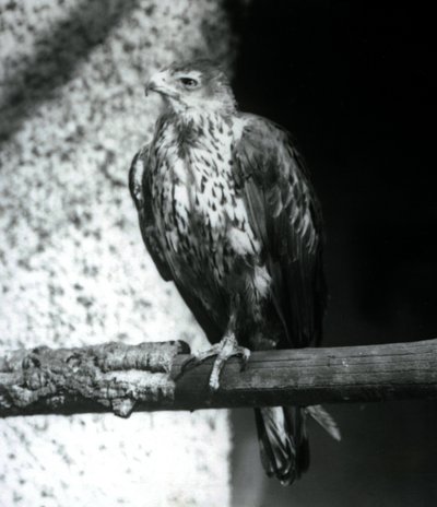 Bonelliho orel odpočívá na větvi v londýnské zoo, září 1925 od Frederick William Bond