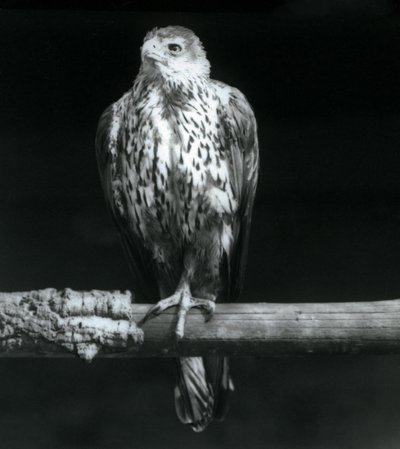 Bonelliho orel odpočívá na větvi v londýnské zoo, září 1925 od Frederick William Bond