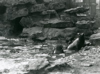 Kalifornští lachtani s ledem na jejich bazénu, londýnská zoo od Frederick William Bond