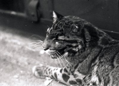 Leopard obláčkový, 1922 od Frederick William Bond