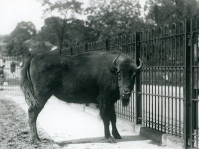 Zubr evropská Georgina v mřížích svého výběhu, londýnská zoo, 12. srpna 1926 od Frederick William Bond