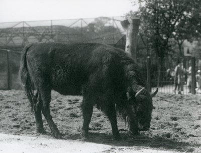 Bizonka Julia pojídá trávu ve svém výběhu, Londýnská zoo, 12. srpna 1926 od Frederick William Bond