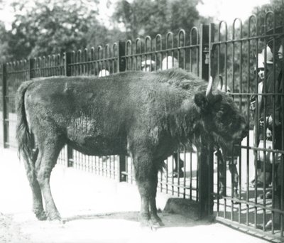 Zubr evropský „Julia“ se setkává s návštěvníky v barech jejího výběhu v londýnské zoo od Frederick William Bond