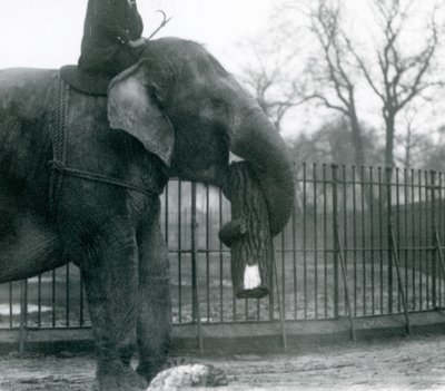 Samice slona asijského, „Indiarani“, přemisťuje chobotem dřevo, zatímco její ošetřovatel sedí na jejích zádech a řídí ji, Londýnská zoo od Frederick William Bond