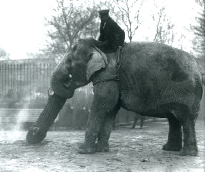 Samice slona asijského, „Indiarani“, přemisťuje chobotem dřevo, zatímco její ošetřovatel sedí na jejích zádech a řídí ji, Londýnská zoo od Frederick William Bond
