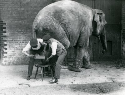 Samici asijského slona Sundermalah její chovatelé ostříhali nohy v londýnské zoo, srpen 1926 od Frederick William Bond