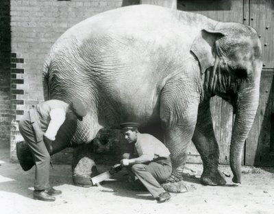 Samici asijského slona Sundermalah její chovatelé ostříhali nohy v londýnské zoo, srpen 1926 od Frederick William Bond