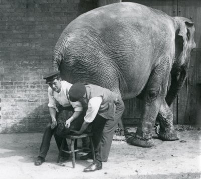 Samici asijského slona ošetřovatelé ořezávají nohy v londýnské zoo, srpen 1926 od Frederick William Bond