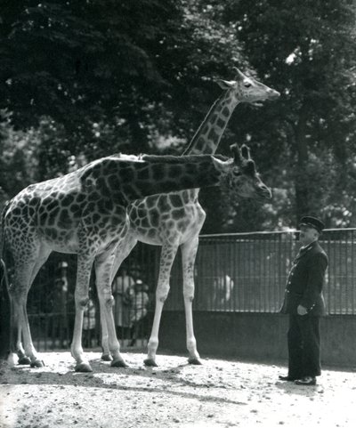 Žirafy Maud a Maggie, s chovatelem Ernie Professor Bowman, Londýnská zoo, červenec 1924 od Frederick William Bond