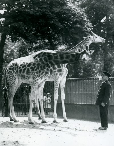 Žirafy Maud a Maggie, s chovatelem Ernie Professor Bowman, Londýnská zoo, červenec 1924 od Frederick William Bond