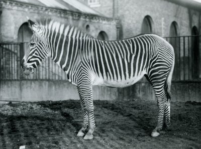Žena Grevys Zebra, nebo Imperial Zebra, Jennie stojící ve svém výběhu v londýnské zoo, 1927 od Frederick William Bond