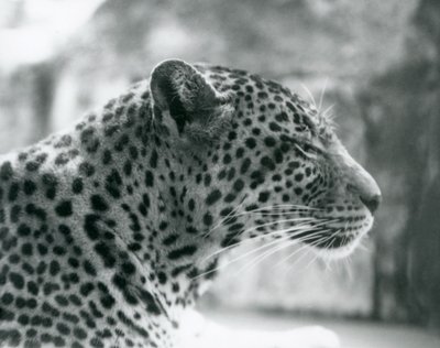 Samice levharta Daisy v londýnské zoo v srpnu 1925 od Frederick William Bond