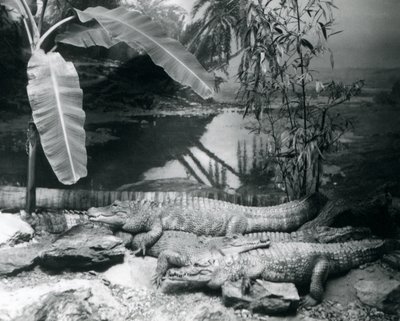 Čtyři aligátoři, v panoramatickém prostředí s banánovníkem, v londýnské zoo v roce 1929 (černobílá fotografie) od Frederick William Bond