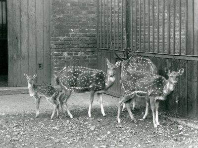 Čtyřosý jelen včetně, jelena s parohy a koloucha, v londýnské zoo v roce 1926 (černobílá fotografie) od Frederick William Bond